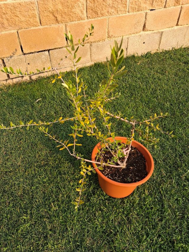 Olivo joven en maceta