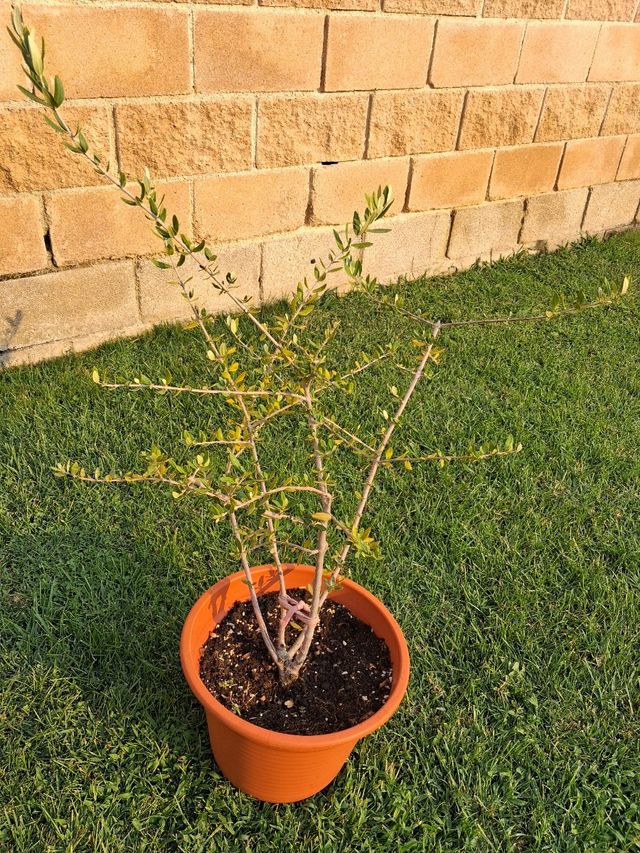 Olivo joven en maceta