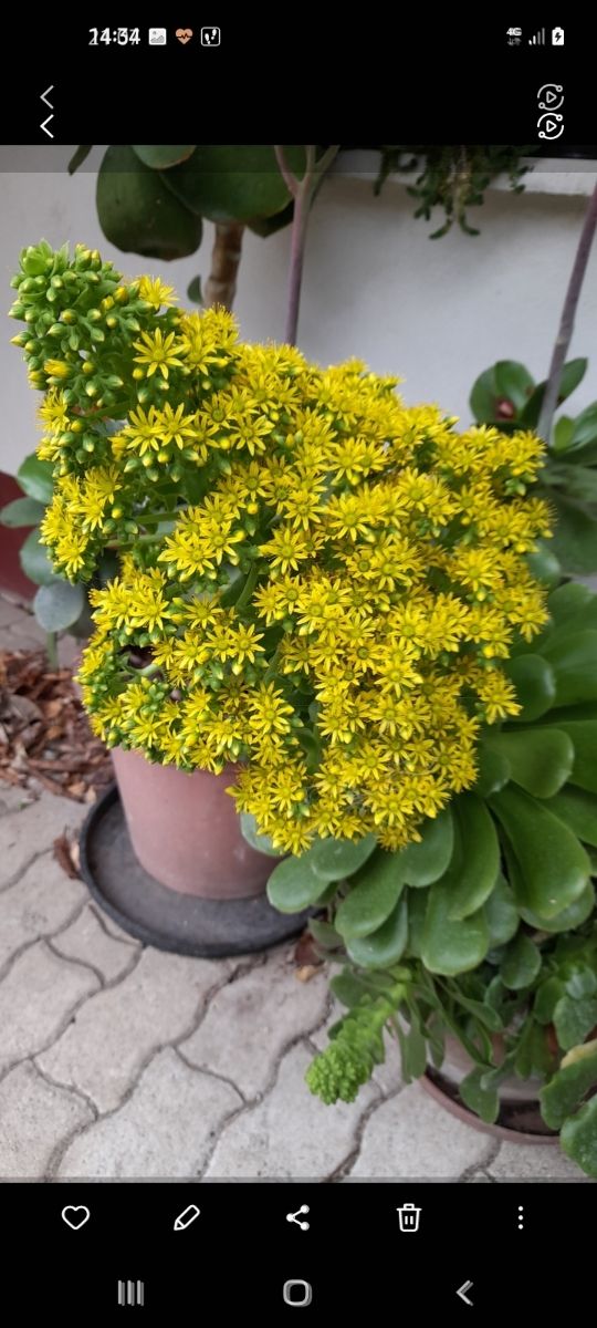 Pianta grassa Echeveria