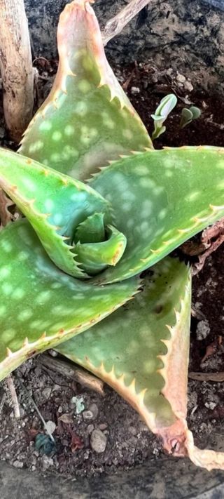 Pianta Grassa Aloe - Piante Grasse