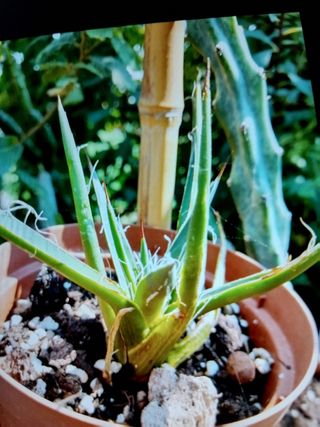 Pianta grassa Agave
