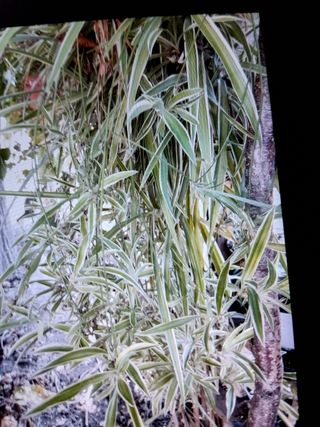 Pianta Talea - Verdeggiante
