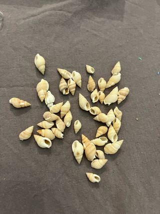 30 Conchiglie piccole