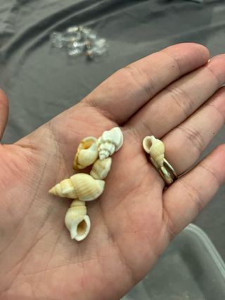 30 Conchiglie piccole