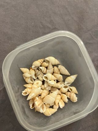 30 Conchiglie piccole