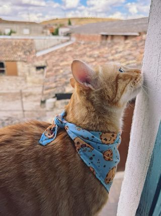 Bandana galletitas