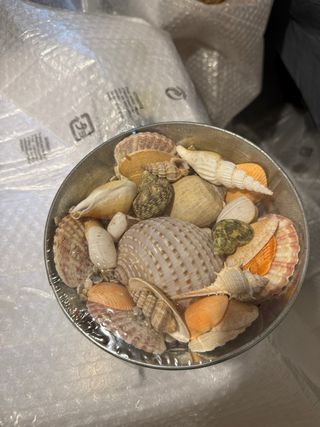 Centrotavola conchiglie metallo 19cm