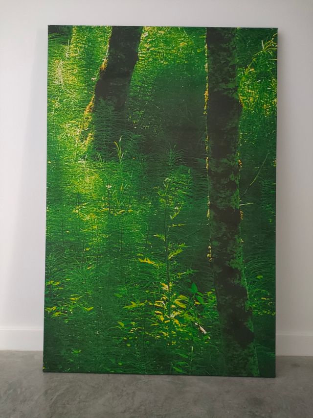 4 Cuadros decorativos bosque