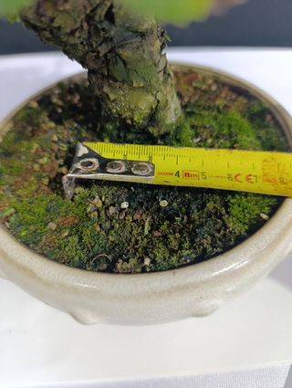 Bonsái Zelkova Nire.