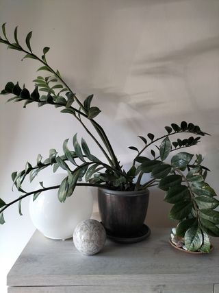 Planta Zamioculcas
