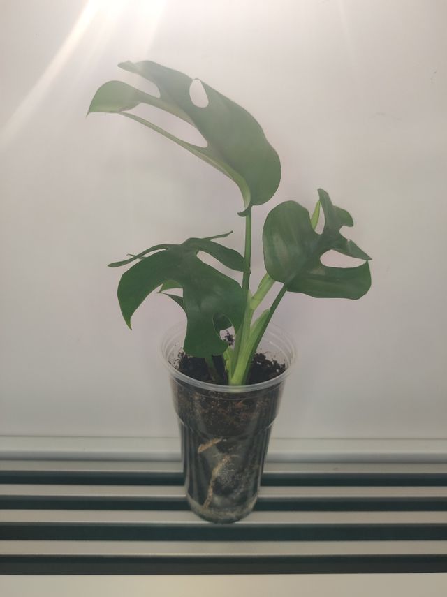 Monstera minima - Pianta
