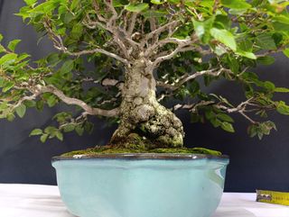 Bonsái Carpe Turczaninovii