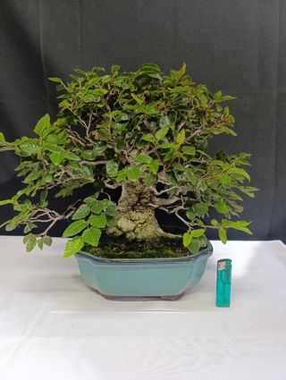 Bonsái Carpe Turczaninovii