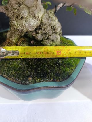 Bonsái Carpe Turczaninovii