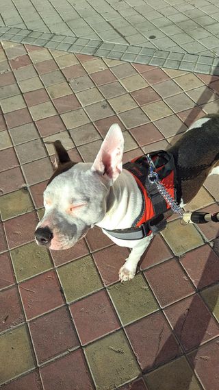 CUIDADORES DE PERROS