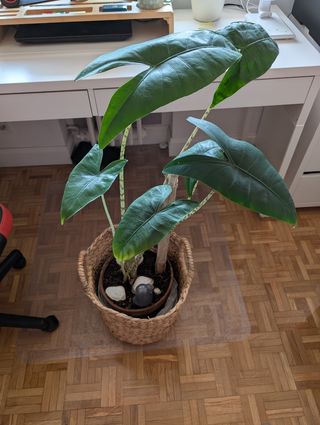 Alocasia Zembrina - Planta