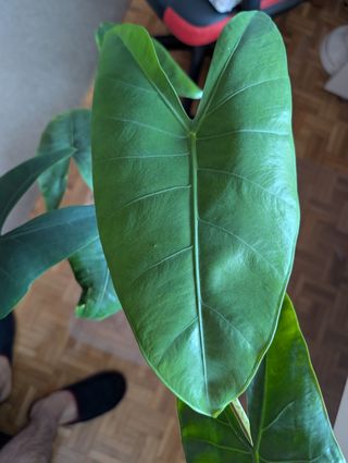 Alocasia Zembrina - Planta