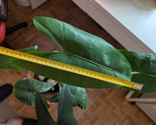 Alocasia Zembrina - Planta