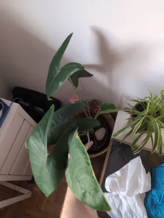 Alocasia Zembrina - Planta