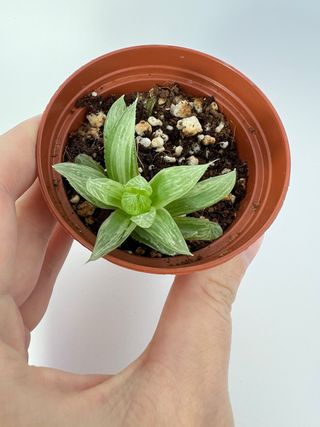 Haworthia Cooperi Variegata Suculenta