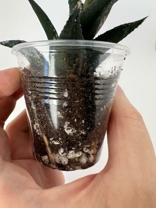 Haworthia - Suculenta