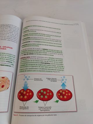 Anatomofisiología y Patología Básicas - 9788492977543