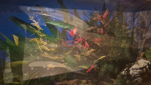 Acquario Vetro 60cm - Nero 100 litri