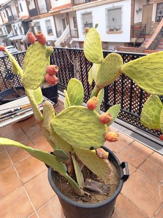 Planta chumbera con frutos