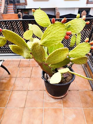 Planta chumbera con frutos