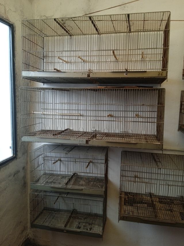 Jaulas pájaros - Gris, marrón