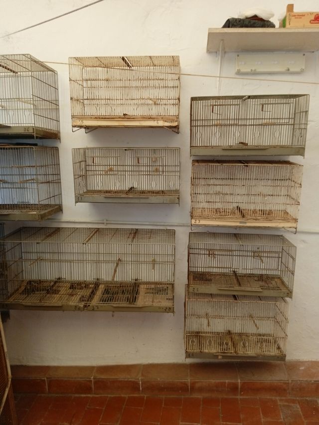 Jaulas pájaros - Gris, marrón