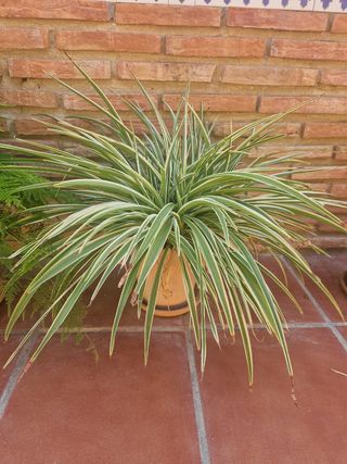 Planta Cinta - Chlorophytum comosum