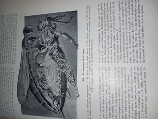 Libro antiguo: El Libro de la Naturaleza