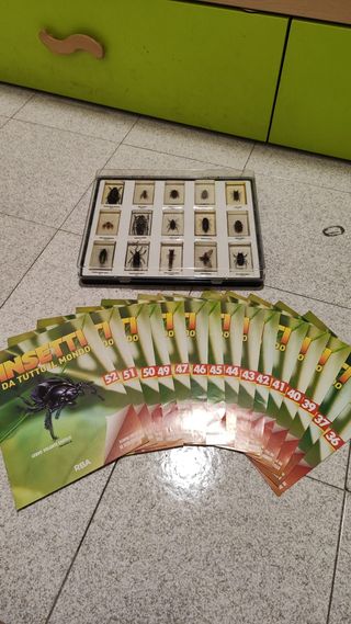 RBA Insetti da tutto il mondo