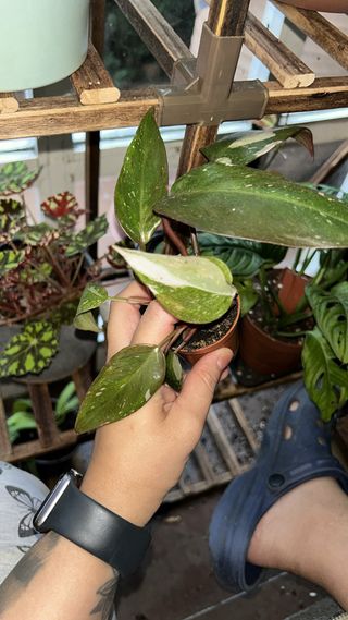 Philodendron White Princess
