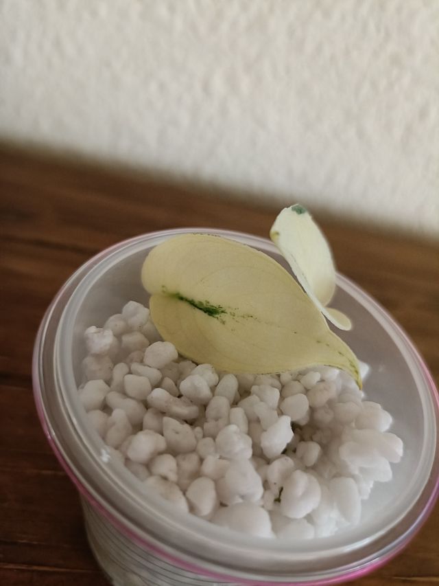 Scindapsus Pictus Mayari Variegata