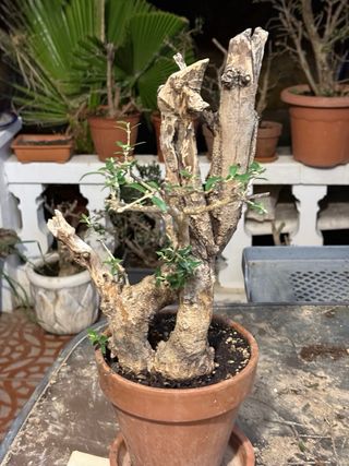 Bonsái Acebuche - Árbol singular