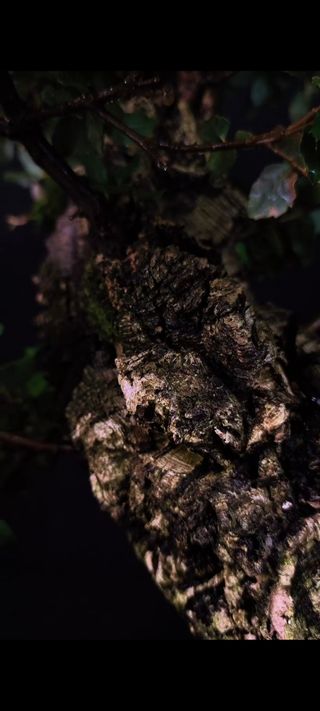 Bonsái Quercus Suber - Enmaderado