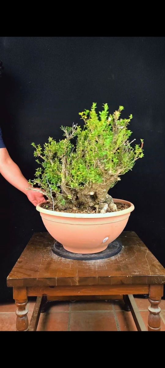 Bonsái Buxus Yamadori