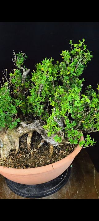 Bonsái Buxus Yamadori