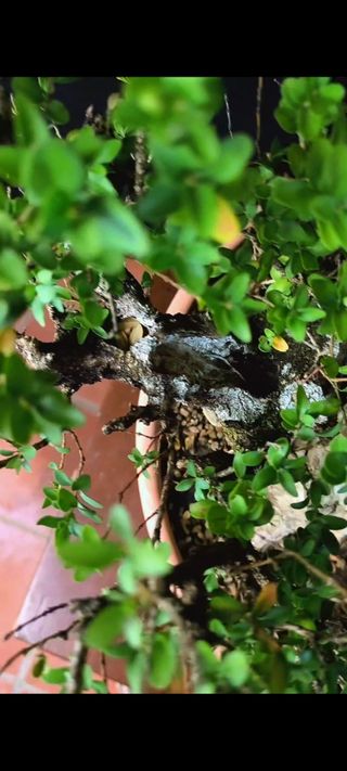 Bonsái Buxus Yamadori