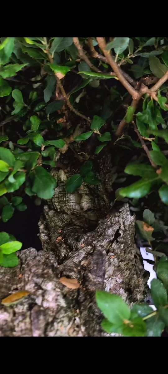 Bonsái alcornoque - Espectacular