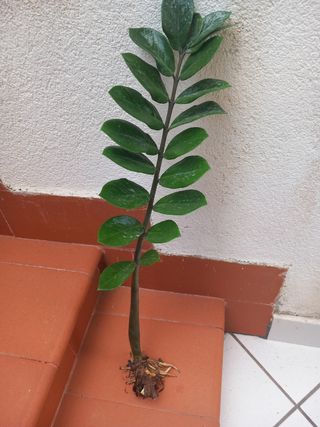 Pianta Zamioculcas