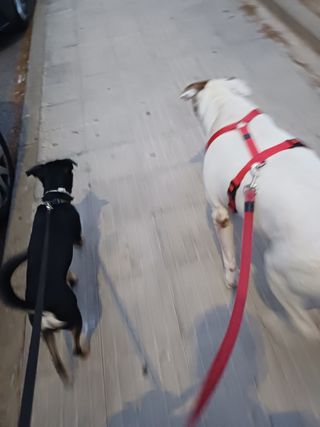 Cuidador y paseador de perros