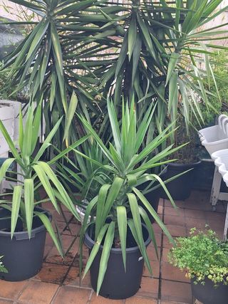 3 Yucas grandes - Plantas