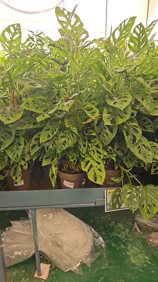 Jardinería en general. desbroces