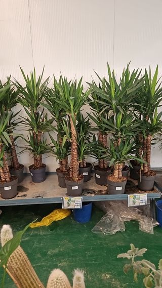 Jardinería en general. desbroces