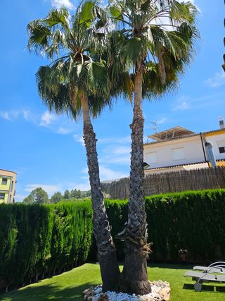 Jardinería en general. desbroces