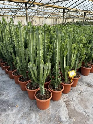 Euphorbia Eritrea - Cactus