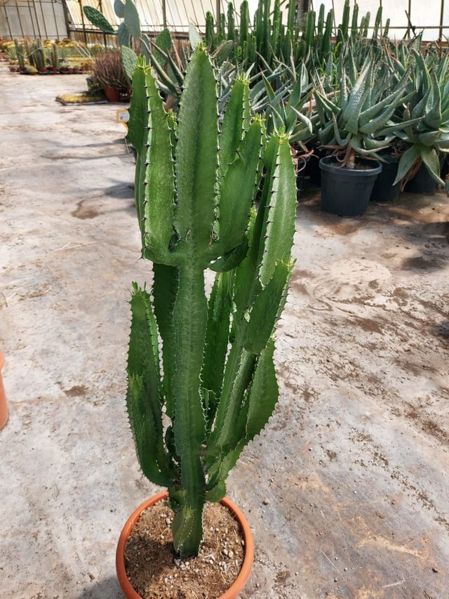 Euphorbia Eritrea - Cactus